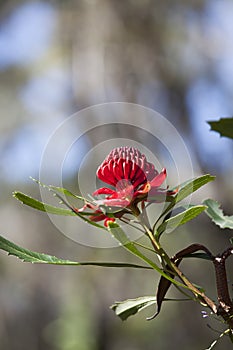 Waratah Flower (Telopea)